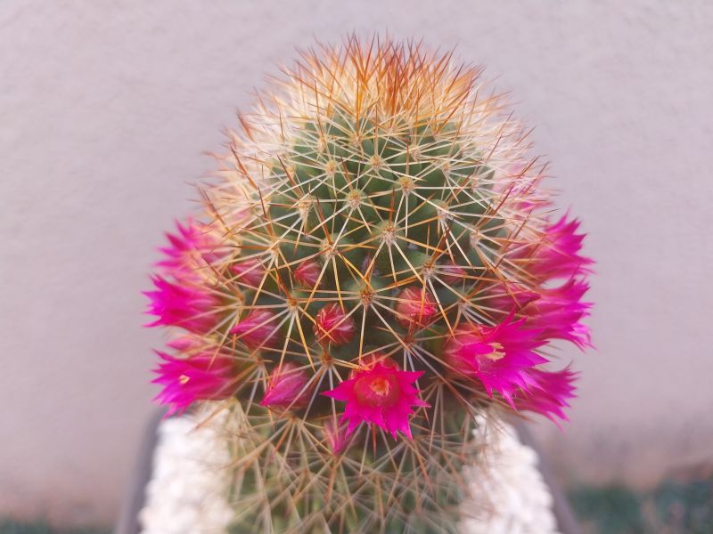 Una foto de Mammillaria backebergiana ssp. backebergiana