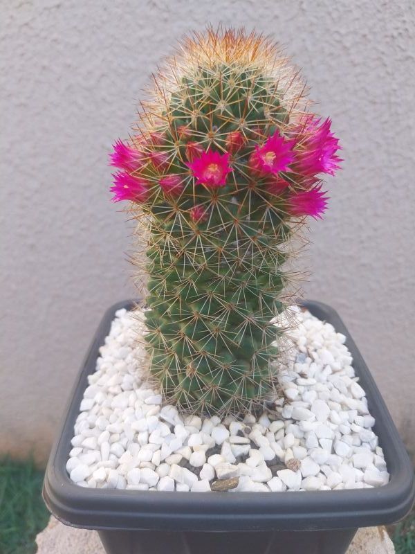 Una foto de Mammillaria backebergiana ssp. backebergiana