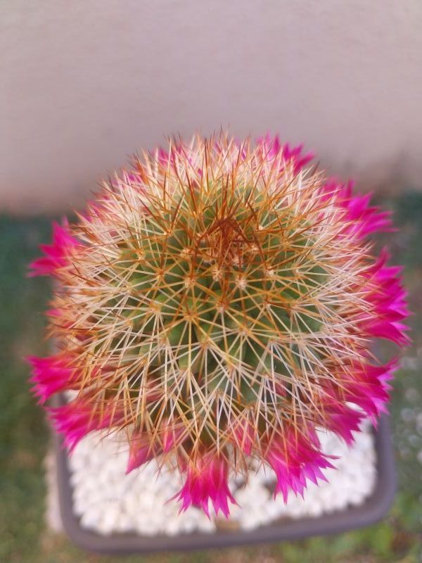 Una foto de Mammillaria backebergiana ssp. backebergiana