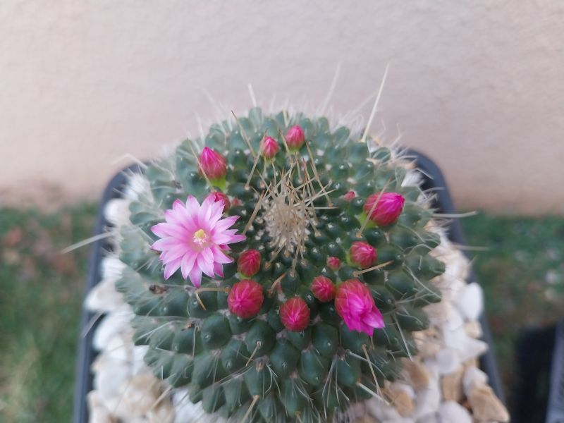 Una foto de Mammillaria spinosissima fma. unpico