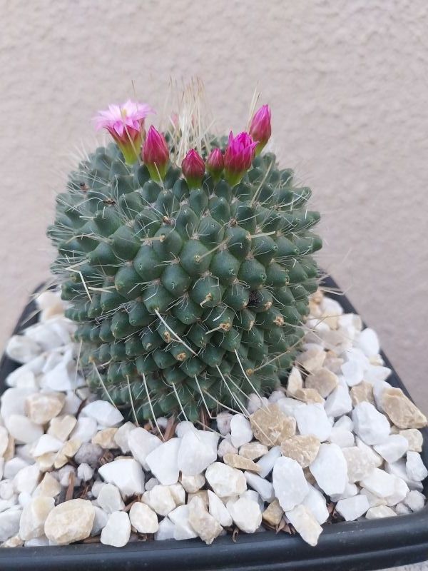 Una foto de Mammillaria spinosissima fma. unpico