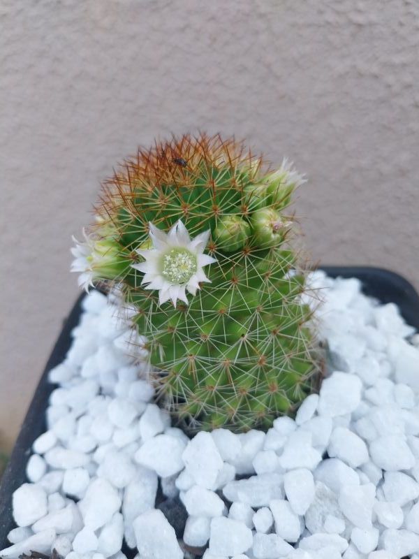 Una foto de Mammillaria backebergiana ssp. backebergiana