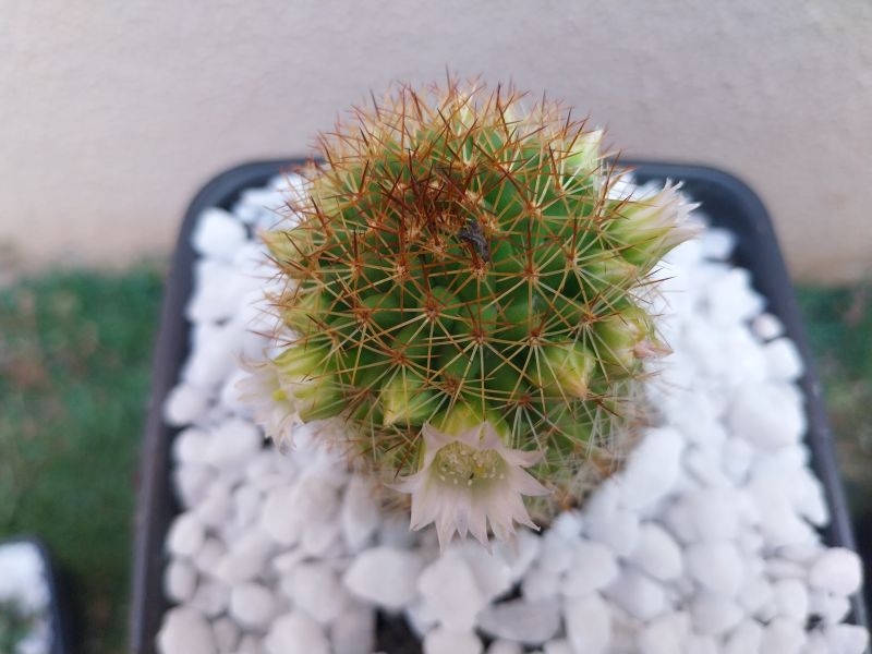 Una foto de Mammillaria backebergiana ssp. backebergiana