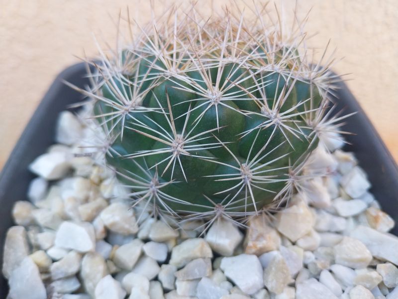 Foto de un cactus que se está identificando actualmente