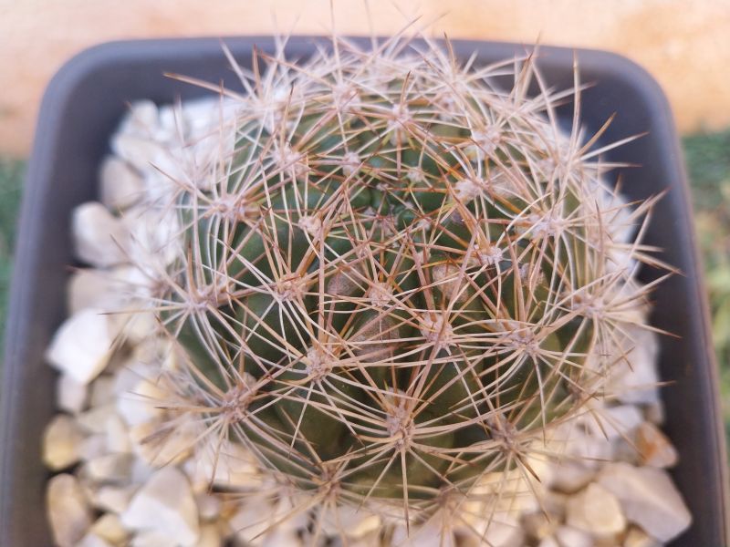 Foto de un cactus que se está identificando actualmente