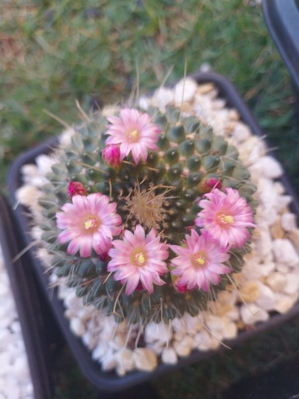 Una foto de Mammillaria spinosissima fma. unpico