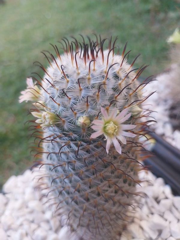 A photo of Mammillaria bombycina subsp. perezdelarosae