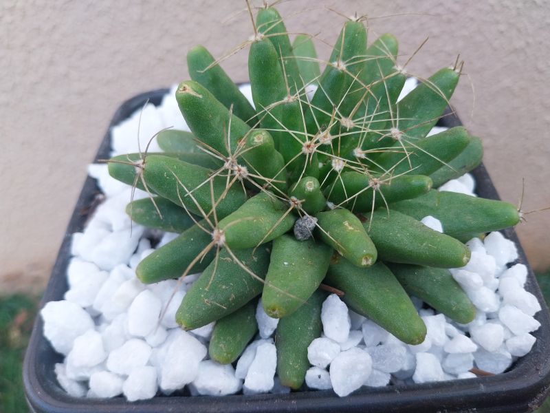 A photo of Mammillaria longimamma