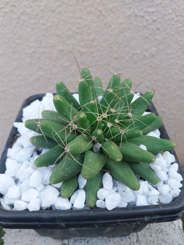 A photo of Mammillaria longimamma