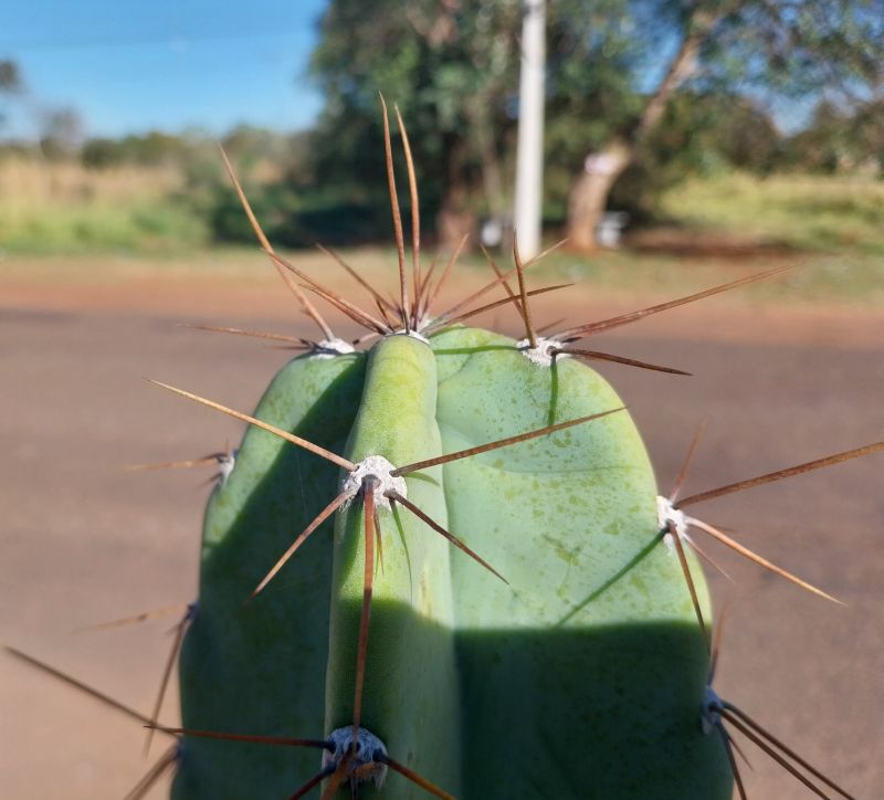 Photo of a cactus currently being identified