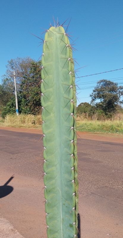 Photo of a cactus currently being identified