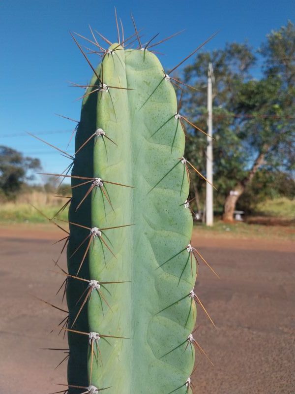 Photo of a cactus currently being identified