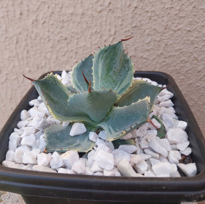 Photo of a cactus currently being identified
