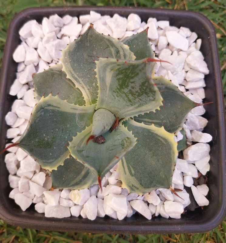 Photo of a cactus currently being identified