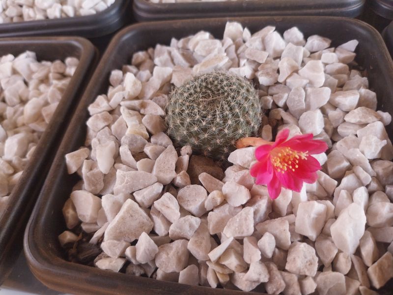 A photo of Rebutia minuscula