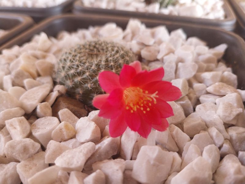 A photo of Rebutia minuscula