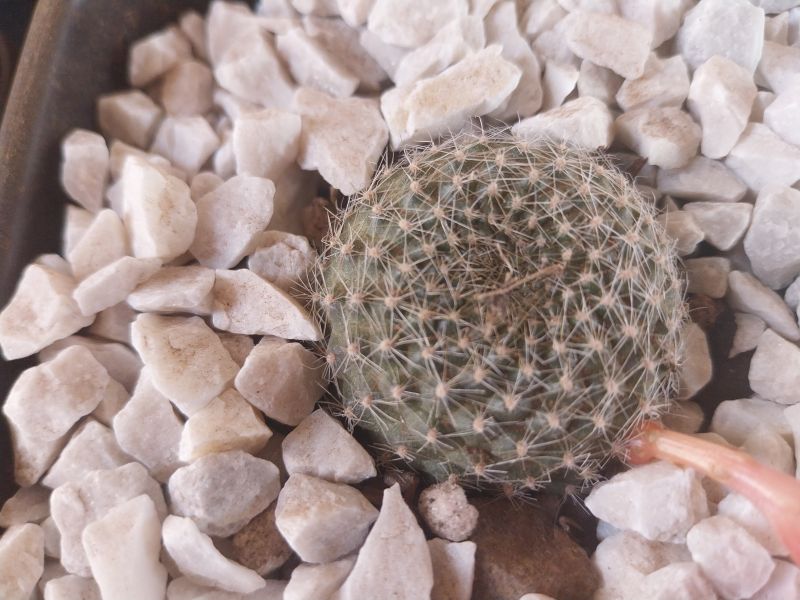 A photo of Rebutia minuscula