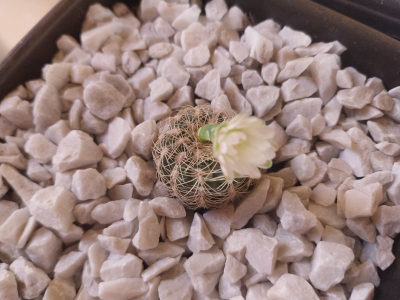 Foto de un cactus que se está identificando actualmente