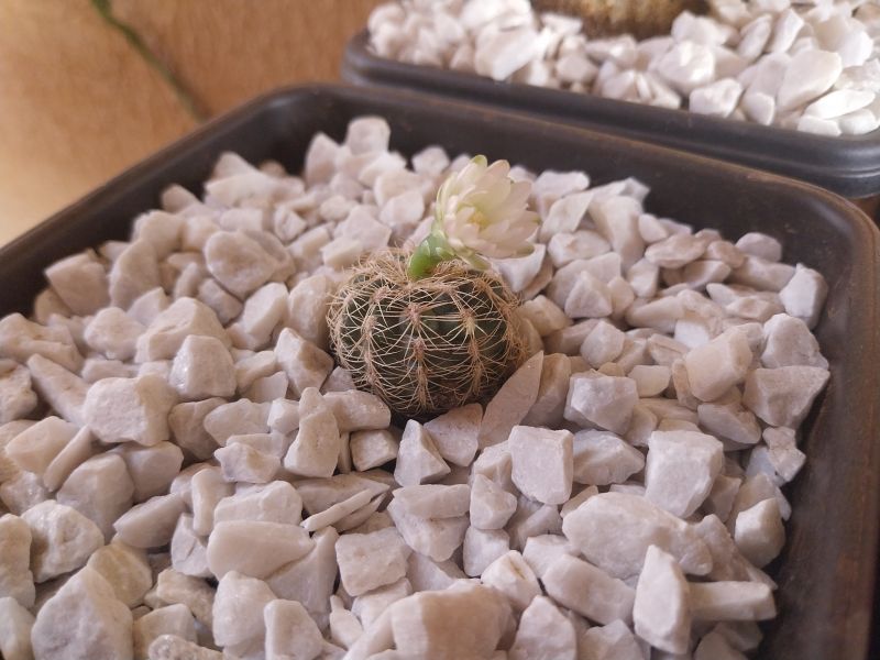 Foto de un cactus que se está identificando actualmente