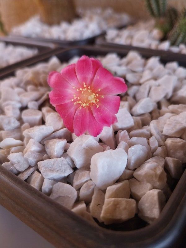 Una foto de Rebutia minuscula