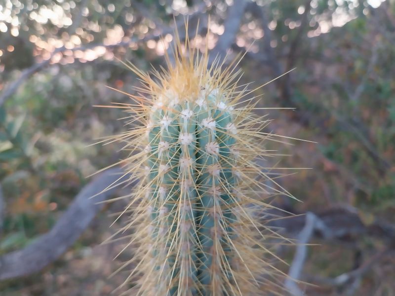 Foto de un cactus que se está identificando actualmente