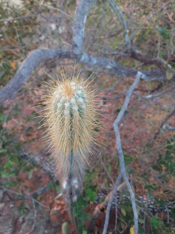 Foto de un cactus que se está identificando actualmente