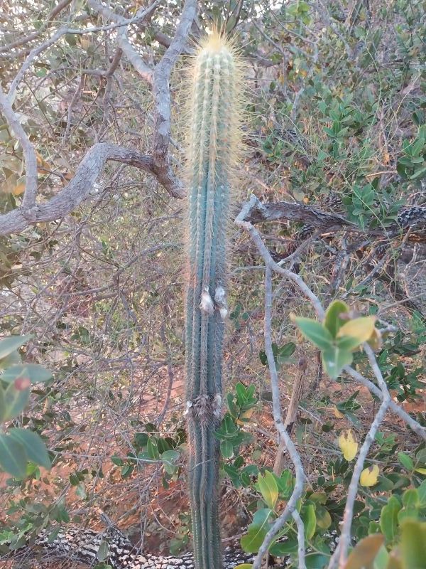 Foto de un cactus que se está identificando actualmente