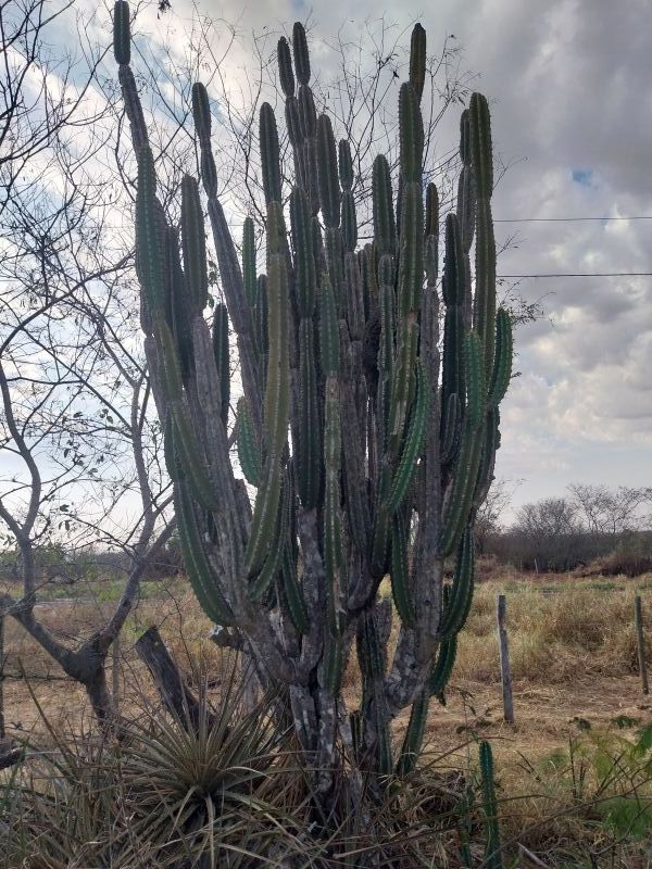 Foto de un cactus que se está identificando actualmente