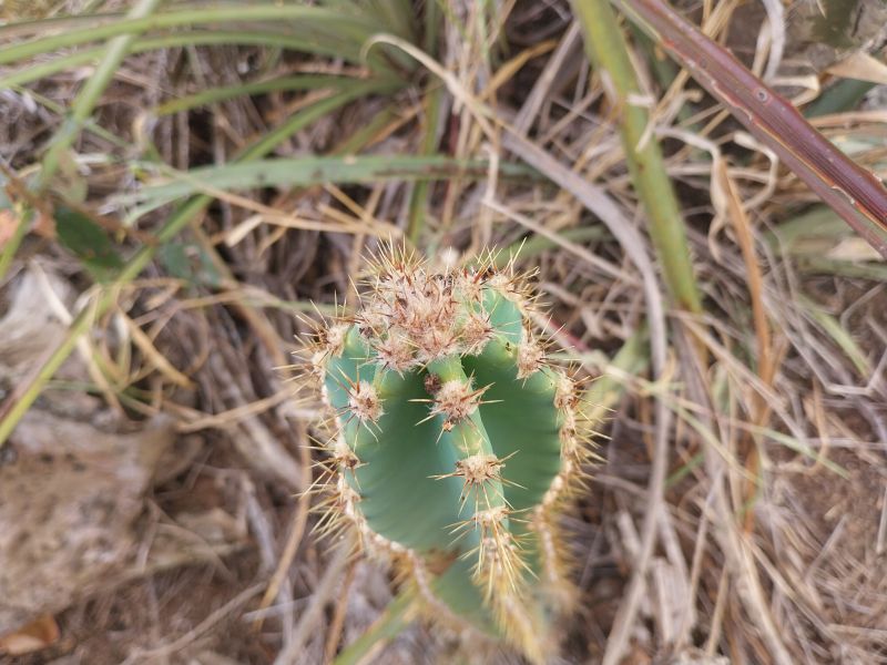 Foto de un cactus que se está identificando actualmente