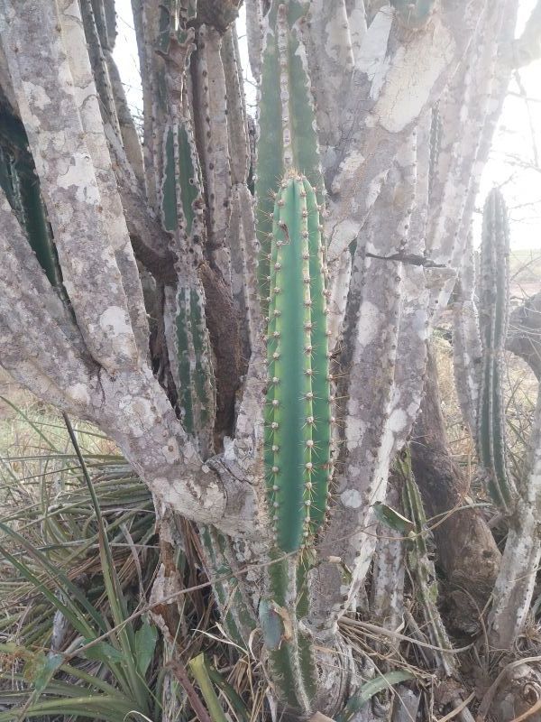 Foto de un cactus que se está identificando actualmente