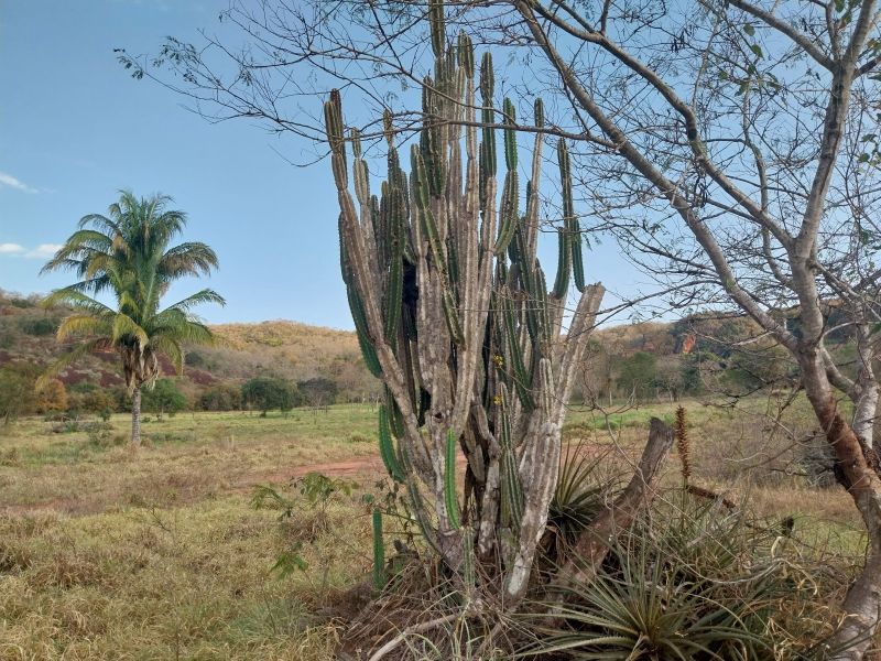Foto de un cactus que se está identificando actualmente