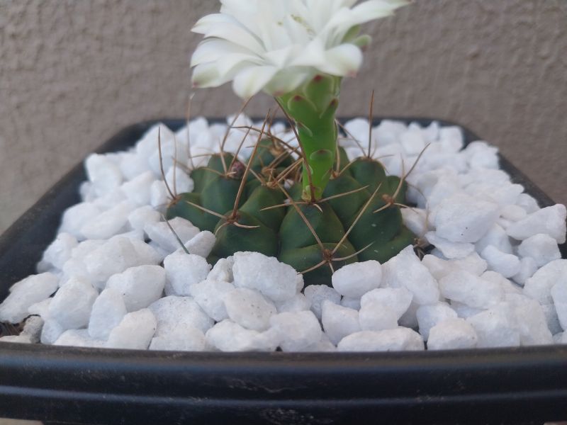 Una foto de Gymnocalycium anisitsii