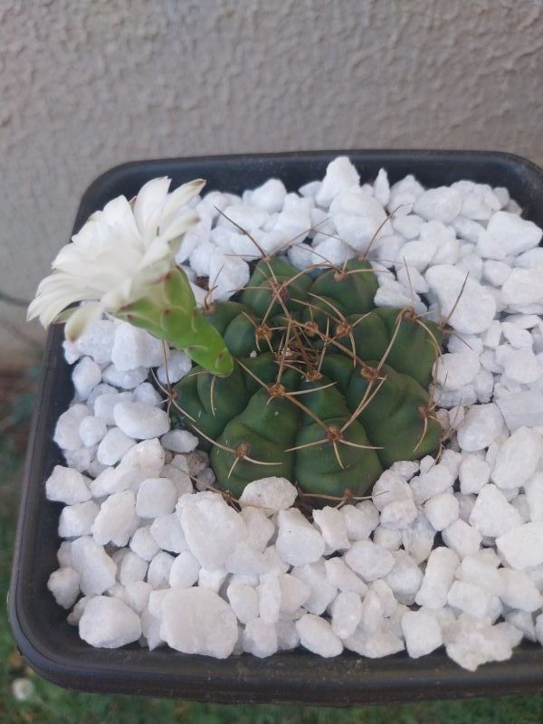 Una foto de Gymnocalycium anisitsii