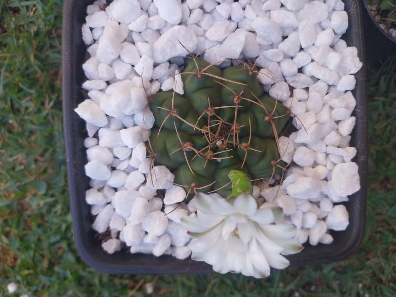 Una foto de Gymnocalycium anisitsii