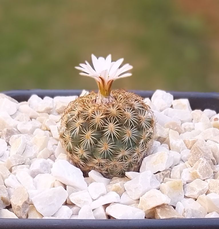 Una foto de Turbinicarpus saueri ssp. ysabelae