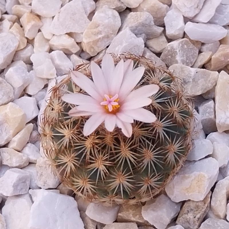 Una foto de Turbinicarpus saueri ssp. ysabelae