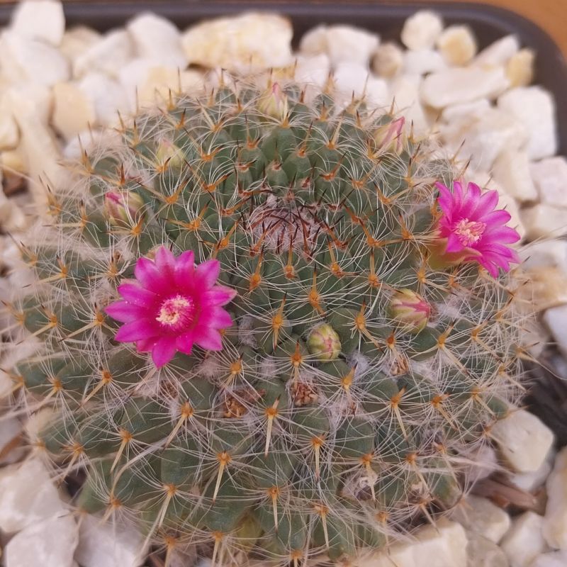 Photo of a cactus currently being identified