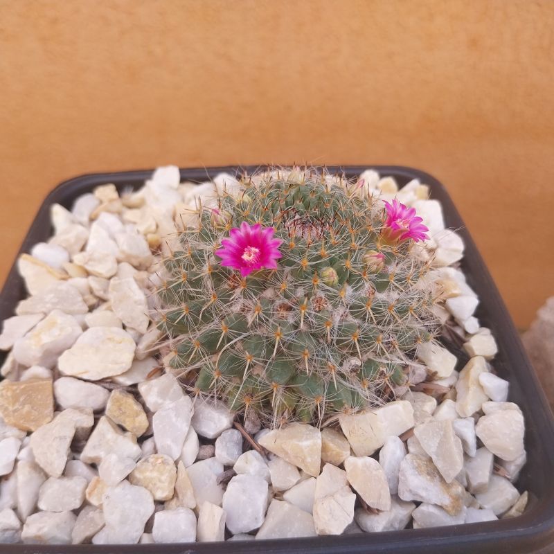 Photo of a cactus currently being identified