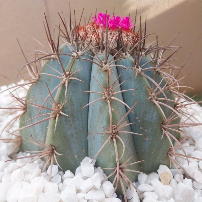 A photo of Melocactus azureus