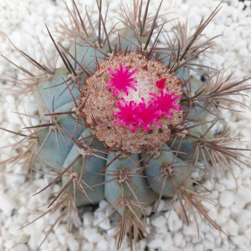 A photo of Melocactus azureus