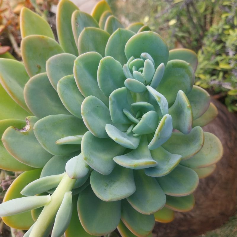 Photo of a cactus currently being identified