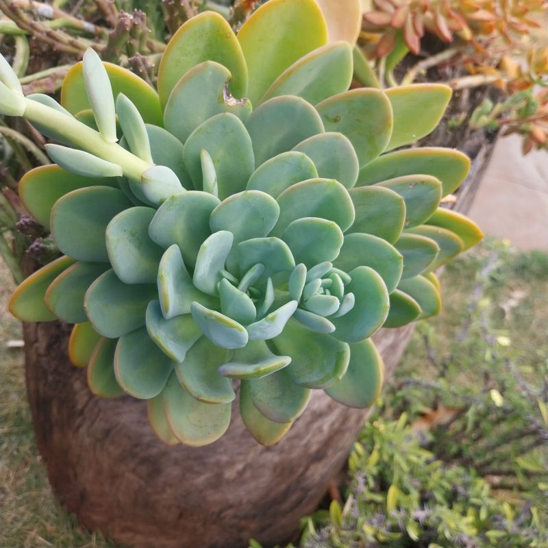 Photo of a cactus currently being identified