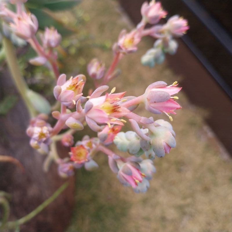 Photo of a cactus currently being identified