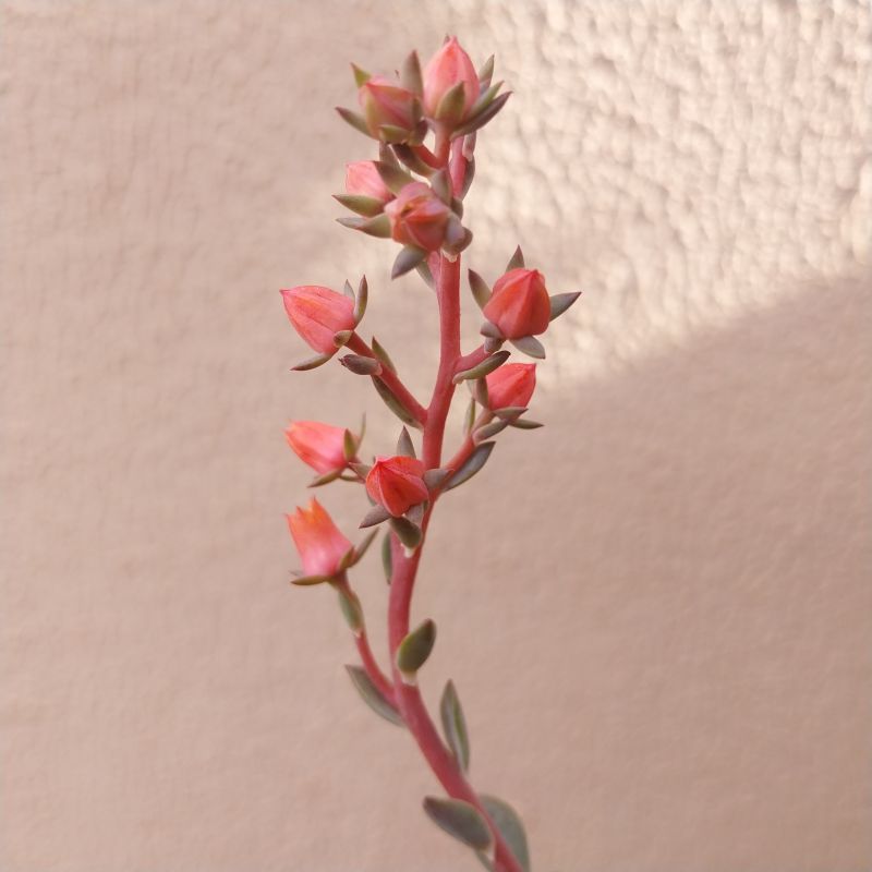 Photo of a cactus currently being identified