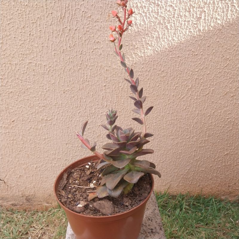 Photo of a cactus currently being identified