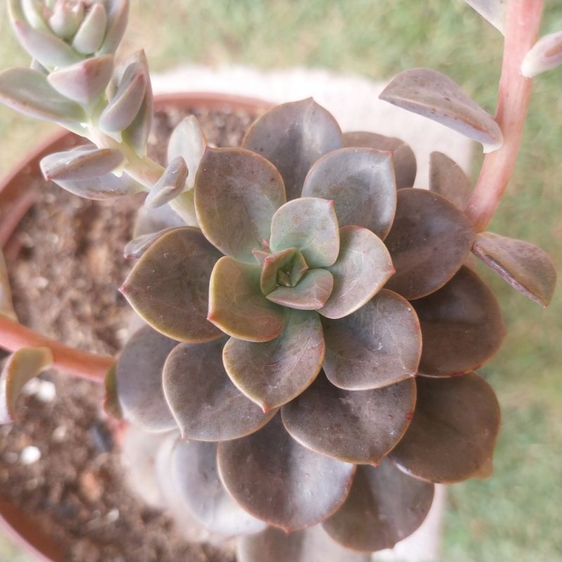 Photo of a cactus currently being identified