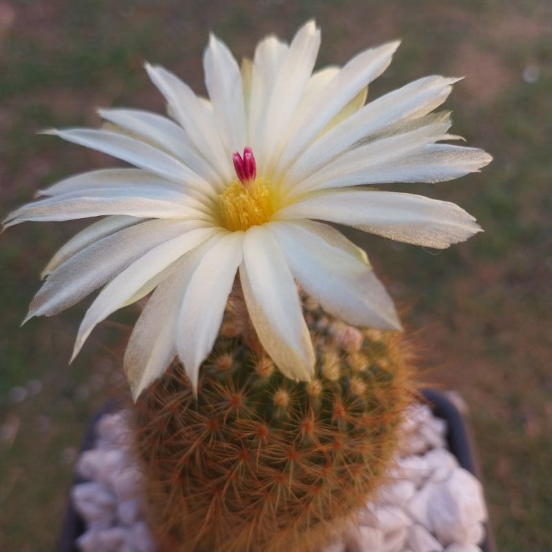 Photo of a cactus currently being identified