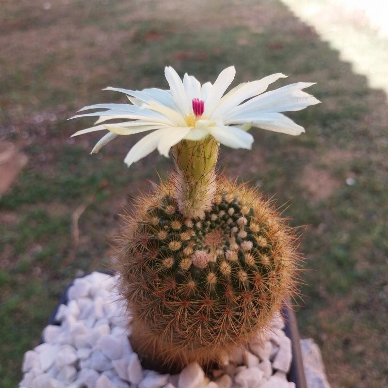 Photo of a cactus currently being identified