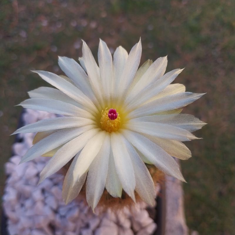 Photo of a cactus currently being identified