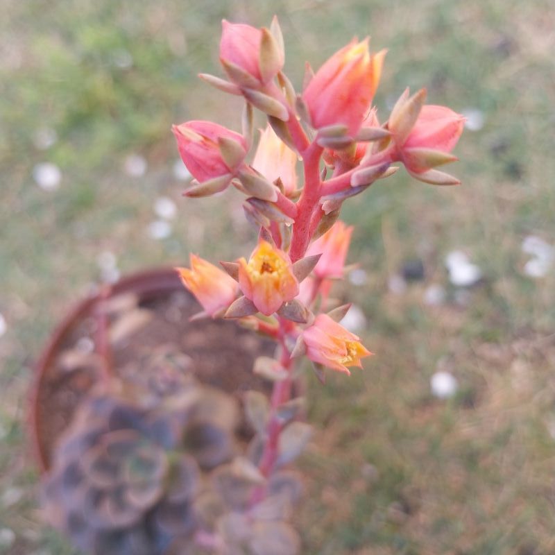 Photo of a cactus currently being identified